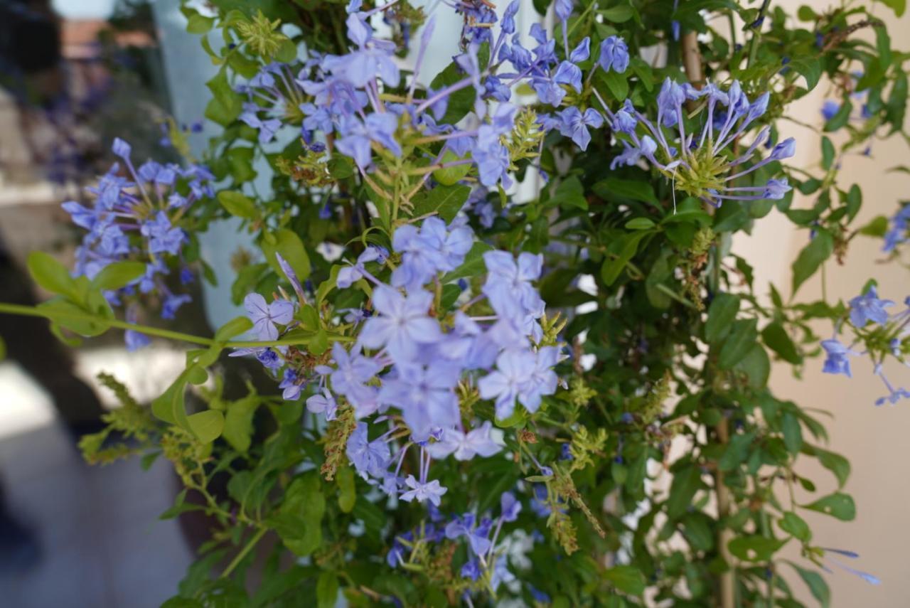 아이기오 Blue Jasmine 아파트 외부 사진